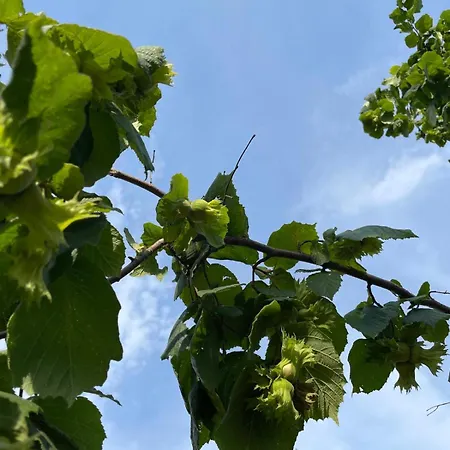 Agropensiunea Anotimpuri *